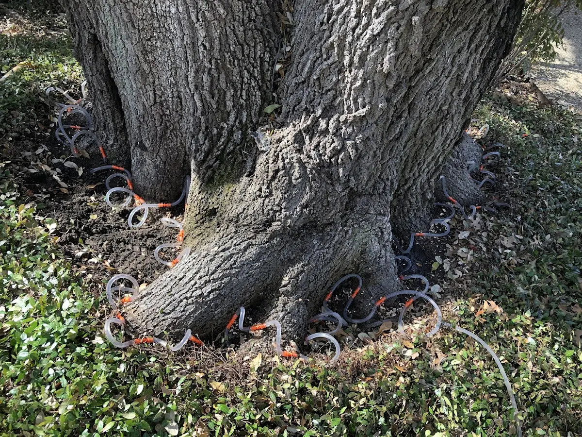 Detailed Tree Cabling and Bracing job site in Chenoa