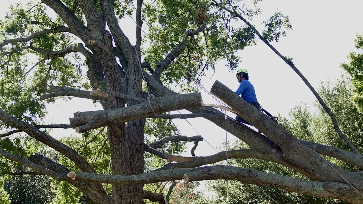 Professional Hazardous Tree Removal performed by certified arborists in Chenoa