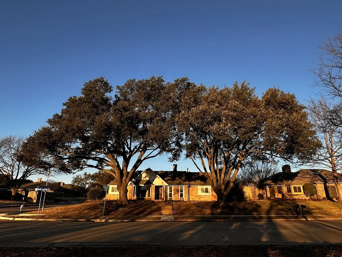Established residential canopy tree shading a home in Chenoa